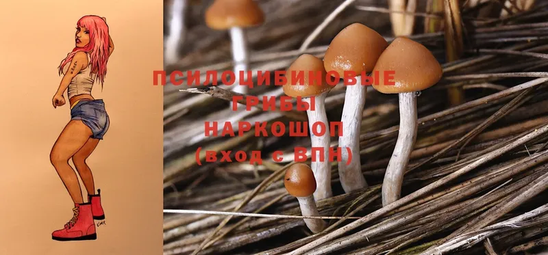 где купить наркотик  Алушта  Галлюциногенные грибы Cubensis 